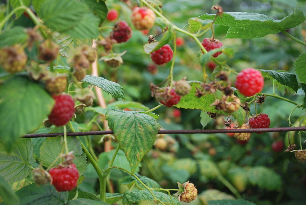 raspberry-canes-rumar-farm