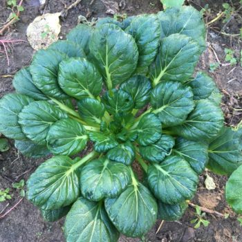 Tatsoi