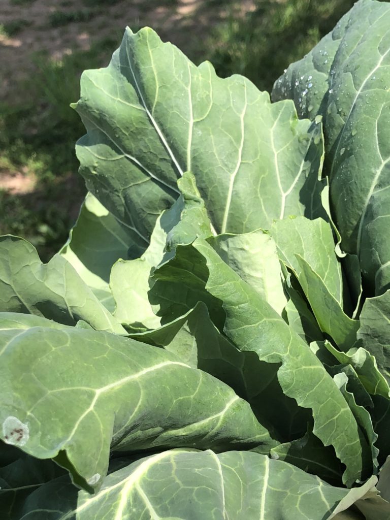 Collard Greens – Rumar Farm