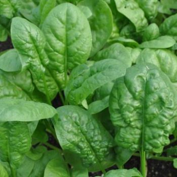 Baby Spinach