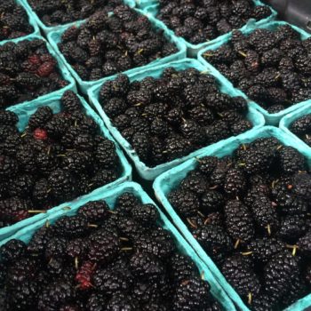 Wild Mulberries