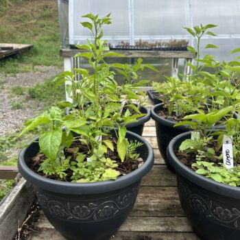 Hot Pepper Patio Planters