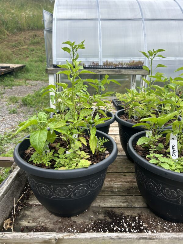 Hot Pepper Patio Planters