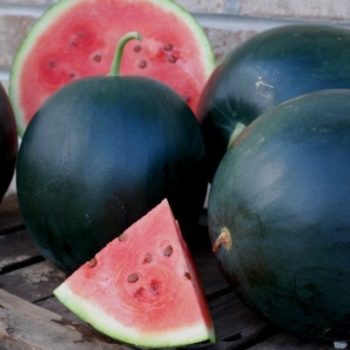 Black Mountain Watermelon