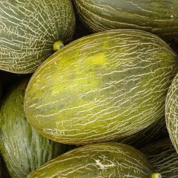 Piel de Sapo Melon
