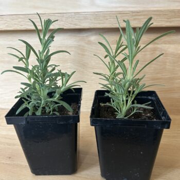 Rosemary Plants