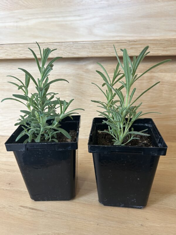 Rosemary Plants