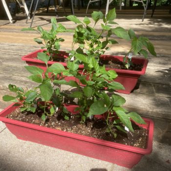 Hot Pepper Patio Planters