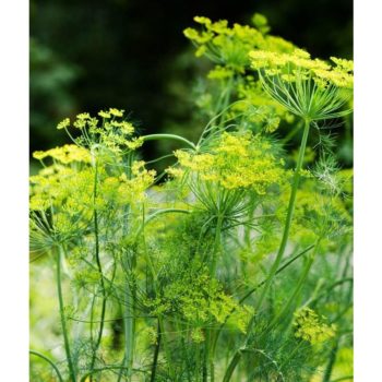 Dill