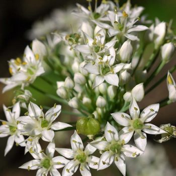 Garlic Chive Blossoms