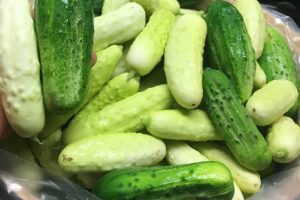 It’s Cucumber Season at Rumar Farm