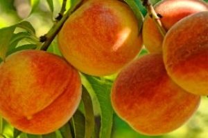 Baby Gold Peaches