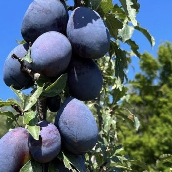 Blue Plums