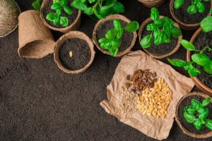 Plan Your Summer Garden with Rumar Seeds