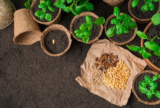 Plan Your Summer Garden with Rumar Seeds