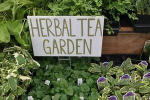 Grow an Herbal Tea Garden