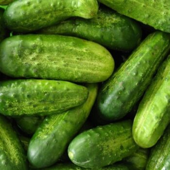 Pickling Cucumbers