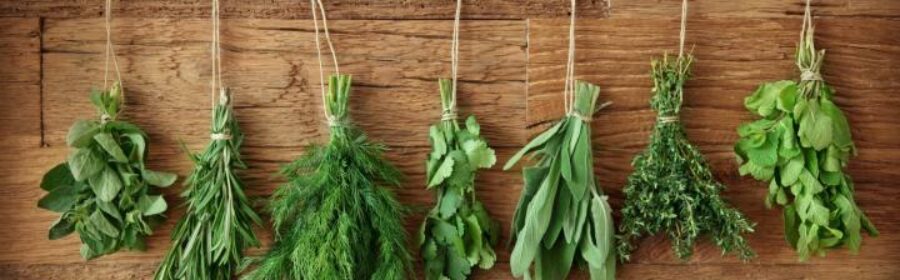 Mastering the Art of Herb Drying: Simple Techniques for Preserving Freshness and Flavour