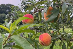 The Art of Planting Peach Trees: A Guide to Successful Growth and Abundant Harvests