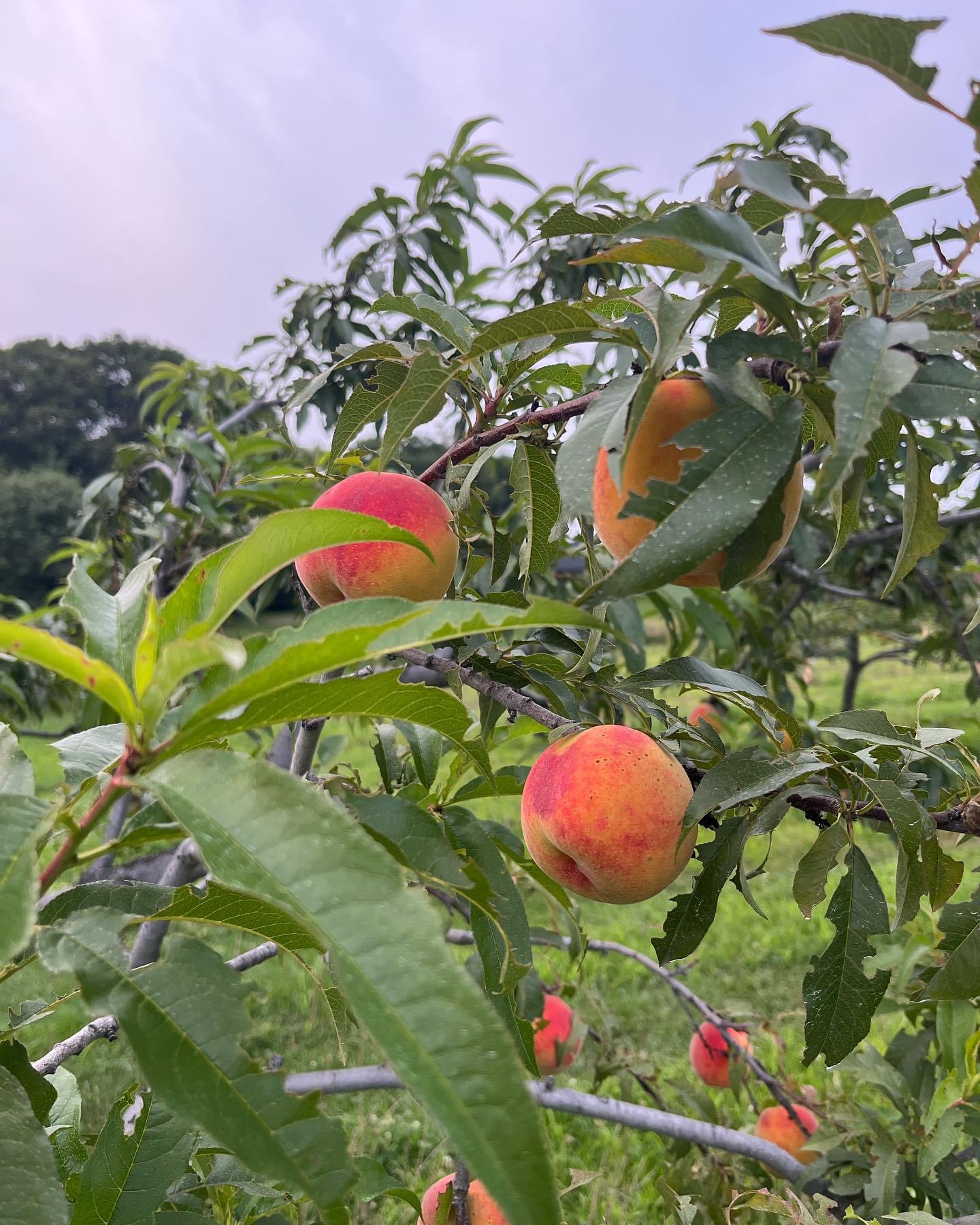 The Art of Planting Peach Trees: A Guide to Successful Growth and