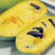 All About Pawpaw’s: Nature’s Hidden Gem for Fruit Lovers