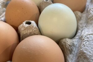 Farm Fresh Eggs for Sale