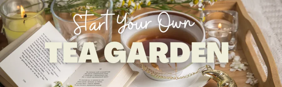 Grow an Herbal Tea Garden
