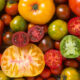 The Charm of Heirloom Tomatoes: Uncovering the Flavor and History of a Gardening Treasure