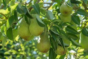 The Allure of Bartlett Pears