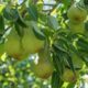 The Allure of Bartlett Pears