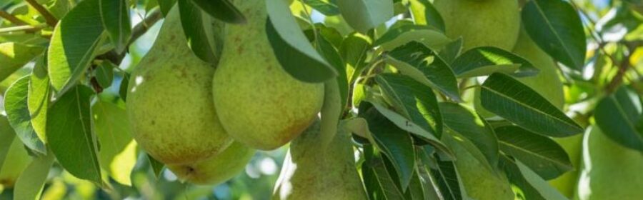 The Allure of Bartlett Pears