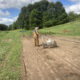 Late Summer Plantings at Rumar Farm