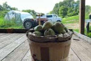 Bartlett Pear Seconds: Understanding the Value and Uses of This Unique Fruit