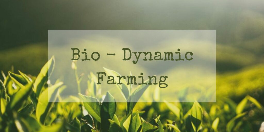 Rumar Farm - Beyond Organic: The Holistic Approach of Biodynamic Farming for Sustainable Agriculture