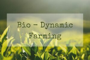 Rumar Farm – Beyond Organic: The Holistic Approach of Biodynamic Farming for Sustainable Agriculture