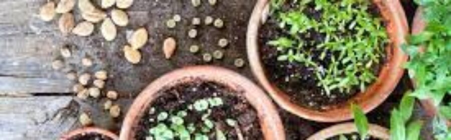 Growing Plants from Seed