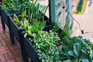 Planting a Kitchen Garden in Small Spaces
