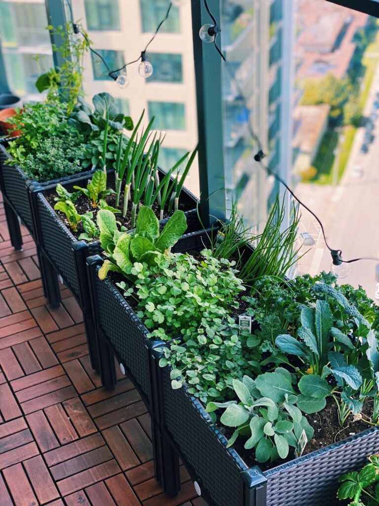 Planting a Kitchen Garden in Small Spaces