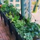 Planting a Kitchen Garden in Small Spaces