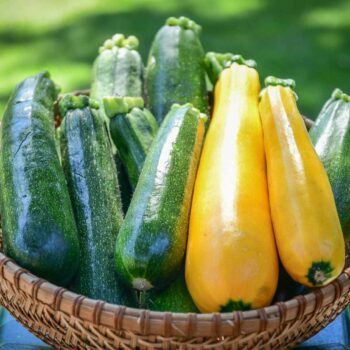 Zucchini Plants