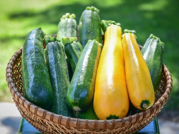 Zucchini Plants