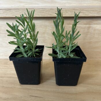 Lavender Plants