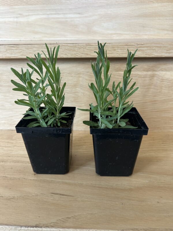 Lavender Plants