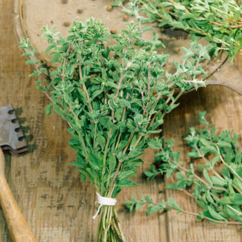 Sweet Marjoram