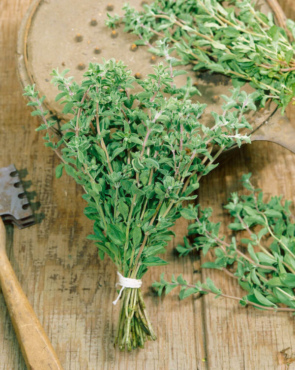 Sweet Marjoram