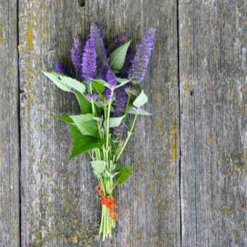 Anise Hyssop