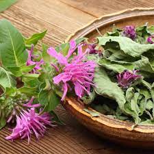 Wild Bergamot