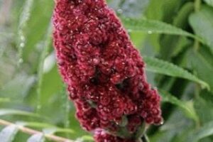Sumac Berries: A Tangy Treasure of Nature