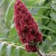 Sumac Berries: A Tangy Treasure of Nature
