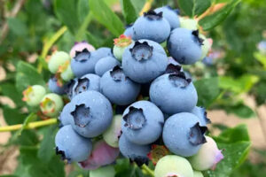 Sweet, Local, and Organic: Blueberries Are in Season at Rumar Farm